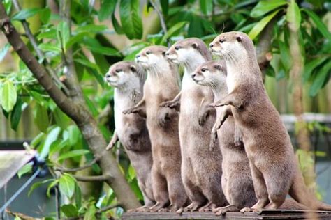 soap2day social animals|11 Most Social Animals in the World (Pictures & Facts).